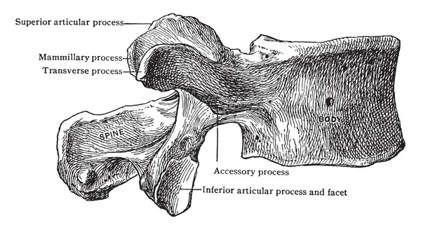 Esta Ilustración Representa Tercera Vértebra Lumbar Del Lado Dibujo Línea — Vector de stock