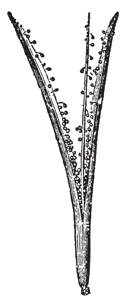Anthoceros นสก ลของพ Hornwort และม นแสดงแคปซ ลแยกผ ใหญ ภาพวาดเส นเทจหร — ภาพเวกเตอร์สต็อก