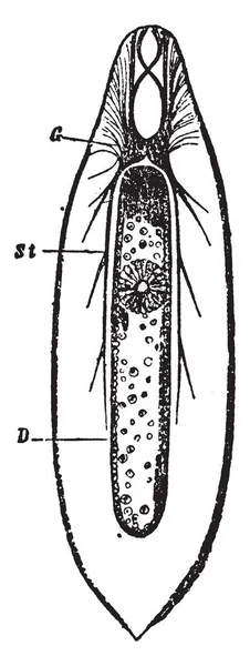 Flatworm の神経系神経回路網がこれらは長い神経索 ビンテージの線描画や彫刻イラストによって接続されます — ストックベクタ