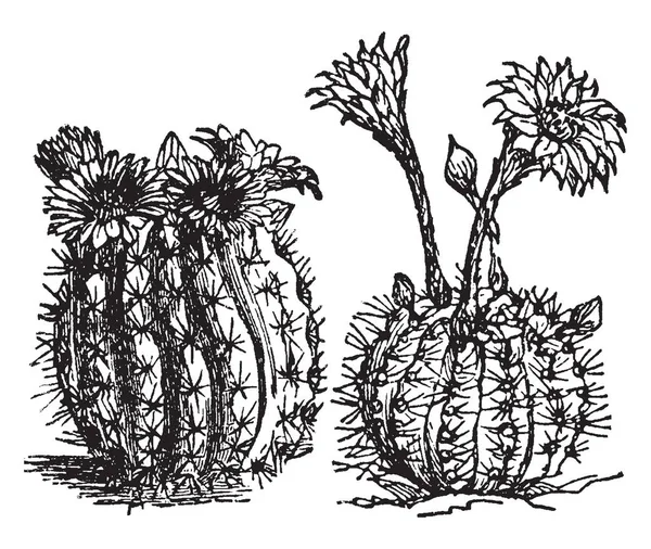 Cacti Género Cactaceae Que Permite Sobrevivir Climas Ásperos Secos Trazado — Vector de stock
