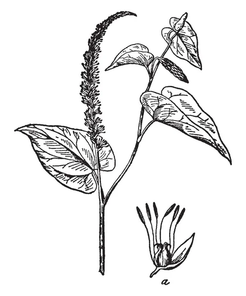 这是蜥蜴尾巴的开花枝 花长有毛的茎 其叶为心形 复古线画或雕刻插图 — 图库矢量图片