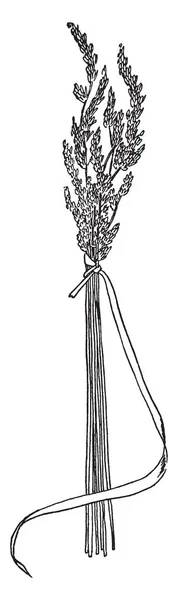 長いブレードの草と強い種子草の茎を持つタイの花 ヴィンテージの線描画や彫刻イラストのすぐ下のルート最後の野生草の花束 — ストックベクタ