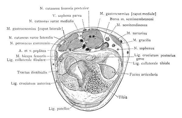 Esta Ilustración Representa Sección Transversal Través Articulación Rodilla Dibujo Línea — Vector de stock