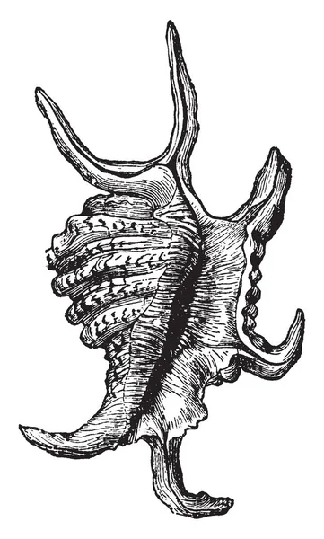 Pteroceras Chiragra Druh Známý Jako Mořské Pavouky Nebo Scorpion Skořápky — Stockový vektor