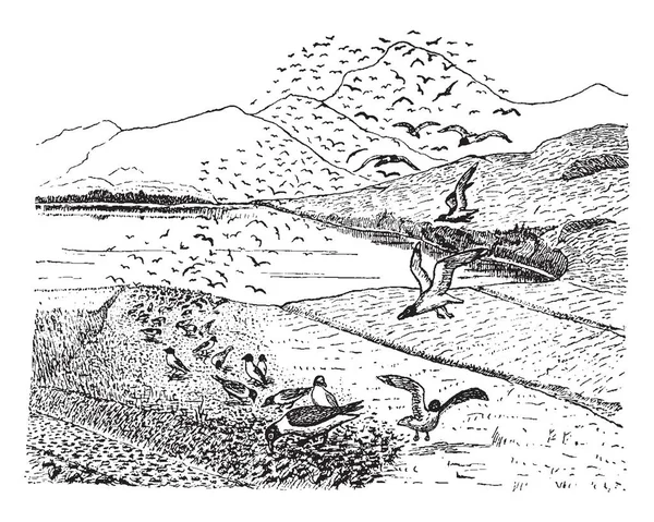 Esta Imagen Representa Gulls Eating Crickets Dibujo Línea Vintage Ilustración — Archivo Imágenes Vectoriales