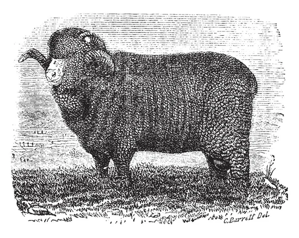スペイン語メリノ Ram は羊のウール ビンテージの線描画彫刻イラストを珍重の経済的影響力のある品種です — ストックベクタ