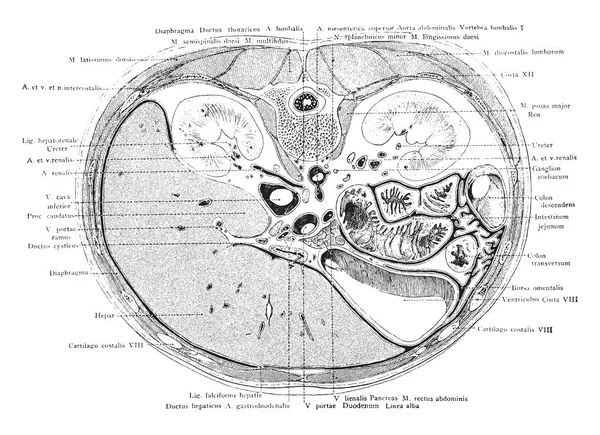 Esta Ilustración Representa Sección Transversal Del Tronco Través Primera Vértebra — Archivo Imágenes Vectoriales