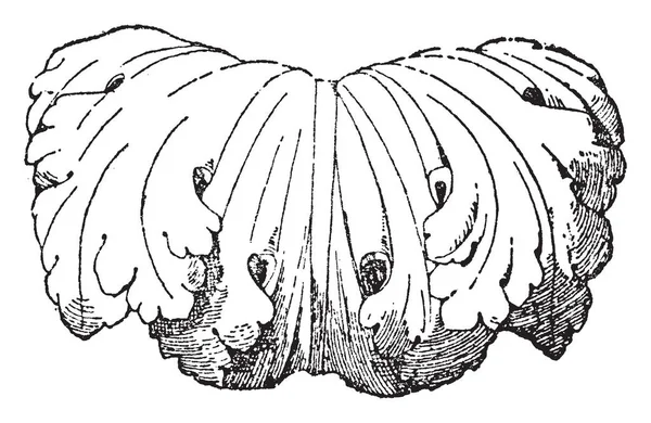 Перекрытие Leaf Римский Канделябр Винтажный Рисунок Линии Завораживающая Иллюстрация — стоковый вектор