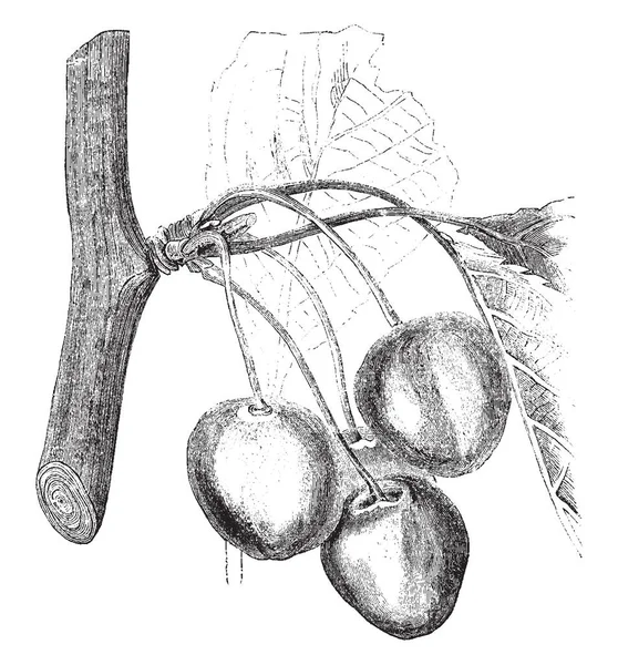このフレームは エルトンのチェリーと呼ばれるさくらんぼの種です エルトン チェリーは葉を持ち さくらんぼ ビンテージの線描画や彫刻図の束は 葉の枝 — ストックベクタ