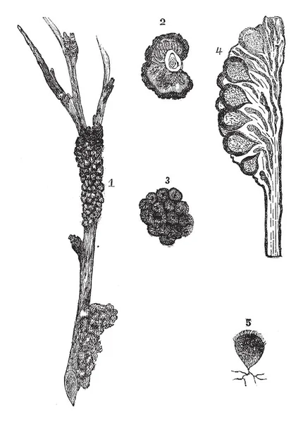 매듭을 묘사한 삽화입니다 그것은 일반적인 단면는 Plumtree의 Perithecia 빈티지 그리기 — 스톡 벡터
