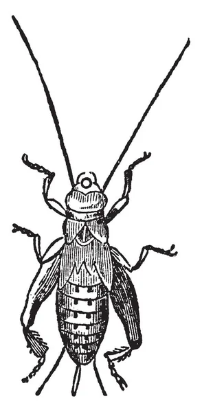 Hus Cricket Pupa Ursprungligen Från Mellanöstern Och Nordafrika Insekten Hittas — Stock vektor