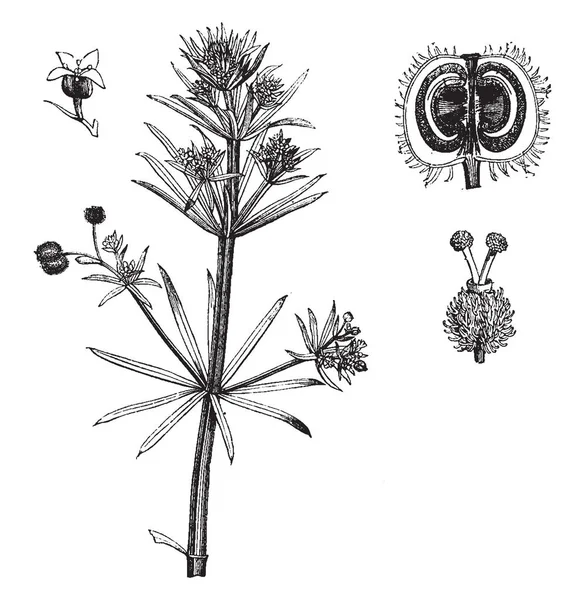 Imagen Planta Cleavers Mostrando Sección Frutas Flores Hojas Las Hojas — Archivo Imágenes Vectoriales