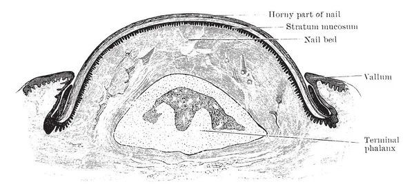 Ілюстрація Являє Собою Поперечний Переріз Цвяха Вінтажний Малюнок Лінії Або — стоковий вектор