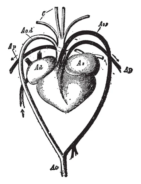 Coeur Vaisseaux Sanguins Une Tortue Arc Gauche Aorte Aorte Dorsale — Image vectorielle