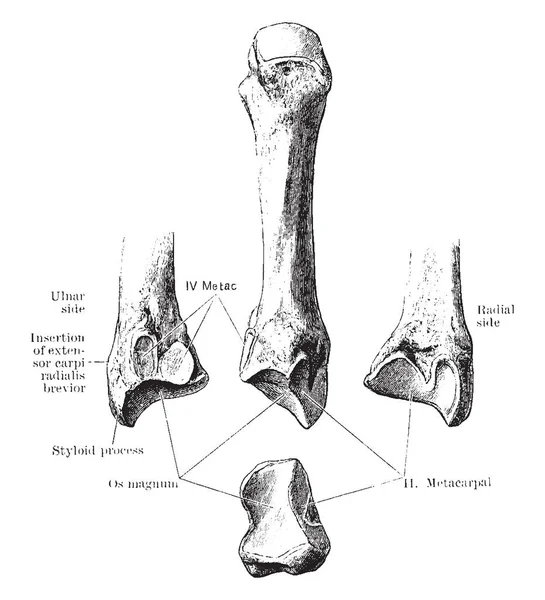 Bu resimde üçüncü metakarpal kemik, vintage çizgi çizme veya oyma illüstrasyon temsil eder..