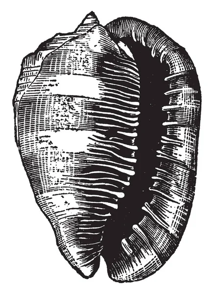 Esta Ilustração Representa Cassis Rula Desenho Linha Vintage Gravura Ilustração — Vetor de Stock