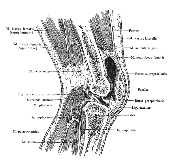 Denna Illustration Representerar Sagittal Sektion Genom Knä Vintage Linje Ritning — Stock vektor