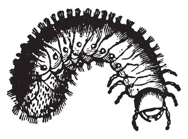 Larva Brouka Rose Která Vyskytuje Shnilé Dřevo Vintage Kreslení Čar — Stockový vektor