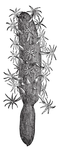 Veretillum Cynomorium Polipidoma Rudimentario Amueblado Con Pólipos Muy Grandes Color — Archivo Imágenes Vectoriales