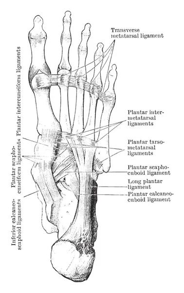 Иллюстрация Представляет Собой Plantar Aspect Foot Ligaments Рисунок Винтажной Линии — стоковый вектор