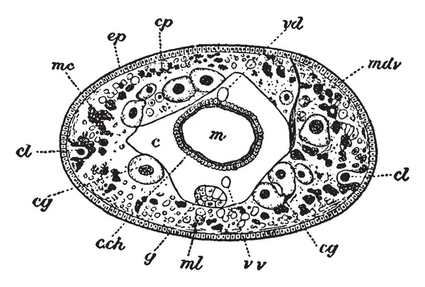 Acanthobdella 的剖面视图是肠家族的成员 体腔上皮是存在的 复古线画或雕刻插图 — 图库矢量图片