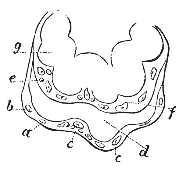 Esta Ilustração Representa Placental Villus Desenho Linha Vintage Gravura Ilustração — Vetor de Stock