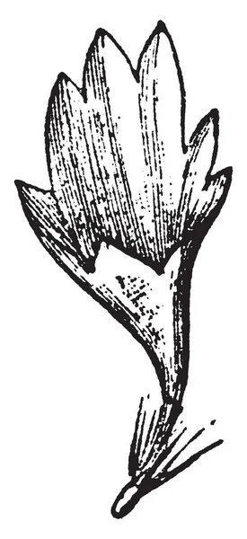 Ilustracja Małą Głowę Kwiat Roślin Chaber Vintage Rysowania Linii Lub — Wektor stockowy