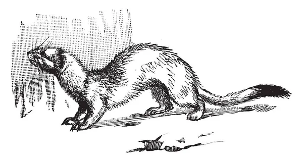 貂是黄鼬属的哺乳动物 Mustelidae 原产于欧亚大陆 复古线条画或雕刻插图 — 图库矢量图片