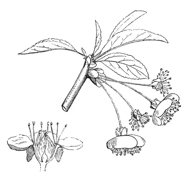 Une Plante Cerisier Fleurie Avec Nombreux Fruits Dessin Ligne Vintage — Image vectorielle