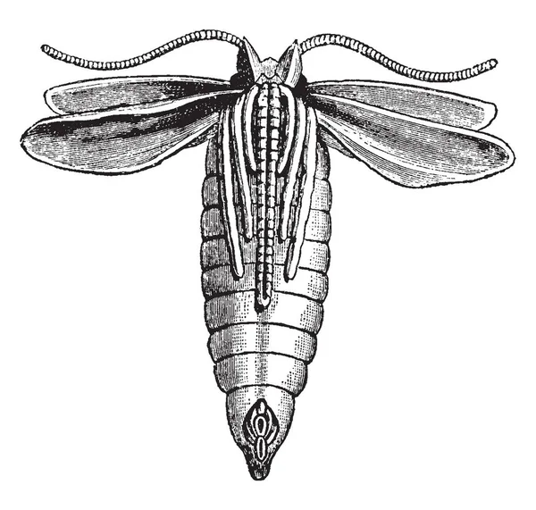 Chrysalide Grande Écaille Papillon Qui Repose Ensuite Sur Thorax Dessin — Image vectorielle