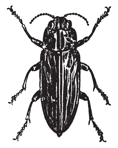 Ilustracja Przedstawia Drewna Nudne Beetle Vintage Rysowania Linii Lub Grawerowanie — Wektor stockowy