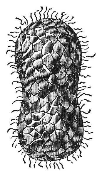 Иллюстрация Представляет Cocoon Bombyx Mori Drawn Middle Vintage Line Drawing — стоковый вектор