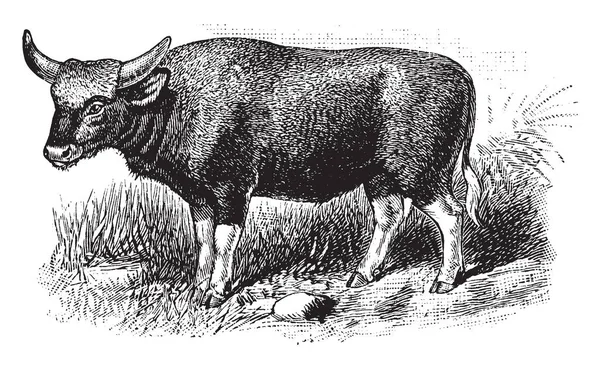 Gayal 也被称为 Mithun 是一个大的国内牛分布在印度东北部 复古线画或雕刻插图 — 图库矢量图片