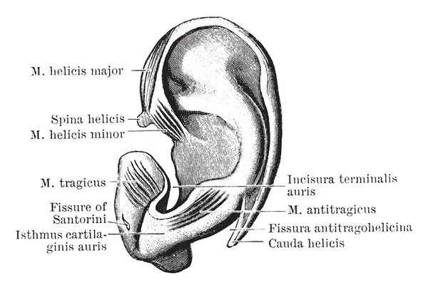 Cette Illustration Représente Surface Extérieure Cartilage Pinna Dessin Ligne Vintage — Image vectorielle