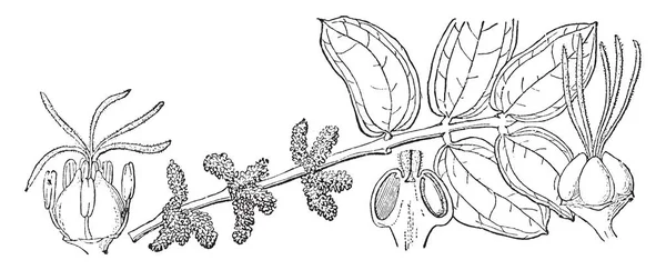 Les Feuilles Cariaria Sont Fait Petites Opposées Sont Maintenues Dans — Image vectorielle