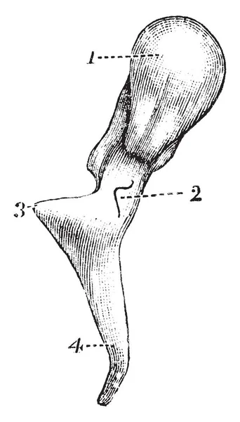 Questa Illustrazione Rappresenta Malleus Disegno Linea Vintage Incisione Illustrazione — Vettoriale Stock