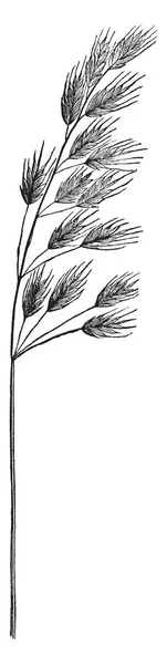 これは 写真を示すチェス草 茎は長く 幹に枝を添付 その高さは つまたは フィート ブランチ ビンテージの線描画や彫刻イラストに葉を添付 — ストックベクタ