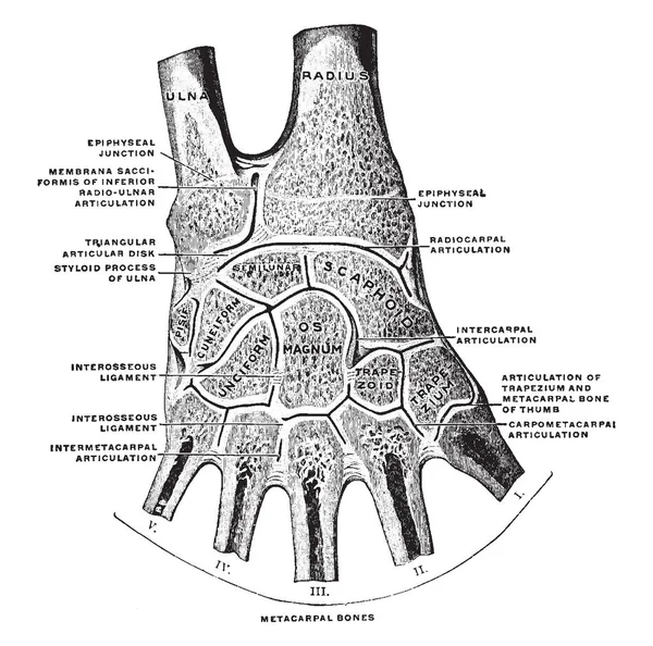 Cette Illustration Représente Joints Main Dessin Ligne Vintage Illustration Gravure — Image vectorielle