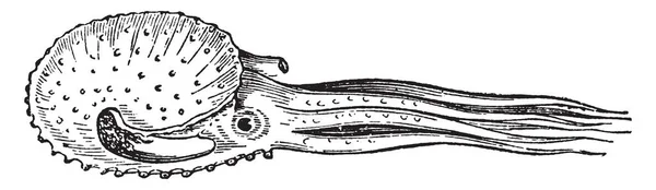 Argonauta Papyracea Плавание Является Воронкой Которой Меблирована Рисунок Винтажной Линии — стоковый вектор