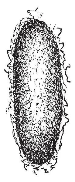 Tente Caterpillar Cocoon Espèces Présentes Amérique Nord Dessin Ligne Vintage — Image vectorielle