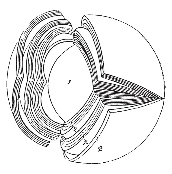 Cette Illustration Représente Une Lentille Cristalline Dessin Ligne Vintage Une — Image vectorielle