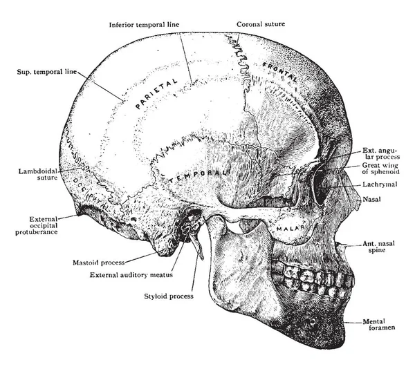 Bu resimde yan, vintage çizgi çizme veya oyma illüstrasyon kafatası gösterir.