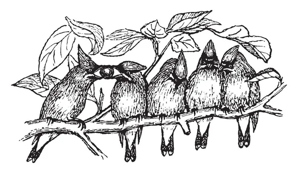 Ptáci Sedící Větvi Předávání Třešeň Vintage Kreslení Čar Nebo Gravírování — Stockový vektor