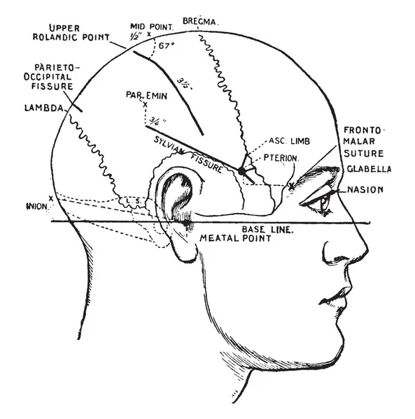Beyin, vintage çizgi çizme veya oyma illüstrasyon asıl çatlaklar konumunu belirtmek satırlarını gösteren.