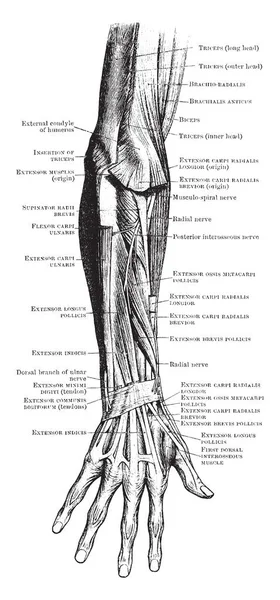 Esta Ilustración Representa Músculos Del Antebrazo Trasero Dibujo Línea Vintage — Archivo Imágenes Vectoriales