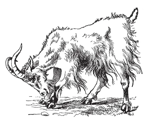 山羊是从西南亚和东欧的野生山羊驯养的山羊亚种 复古线画或雕刻插图 — 图库矢量图片