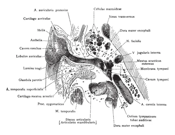 Ilustrasi Ini Merupakan Auditory Apparatus Ear Gambar Garis Vintage Atau - Stok Vektor