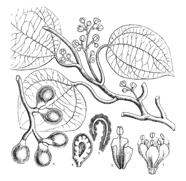 Questa Immagine Mostra Diverse Parti Frutta Foglie Fiori Disegno Linee — Vettoriale Stock