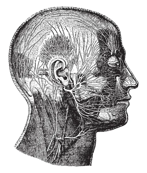 Questa Illustrazione Rappresenta Nervi Del Viso Disegno Linea Vintage Incisione — Vettoriale Stock