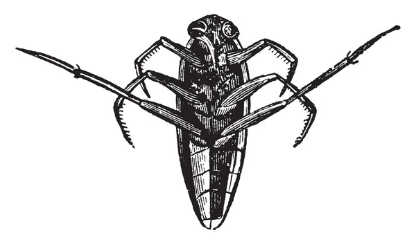 マツモムシ グラウカは血のどが渇いて昆虫 ビンテージの線描画や彫刻イラストです — ストックベクタ